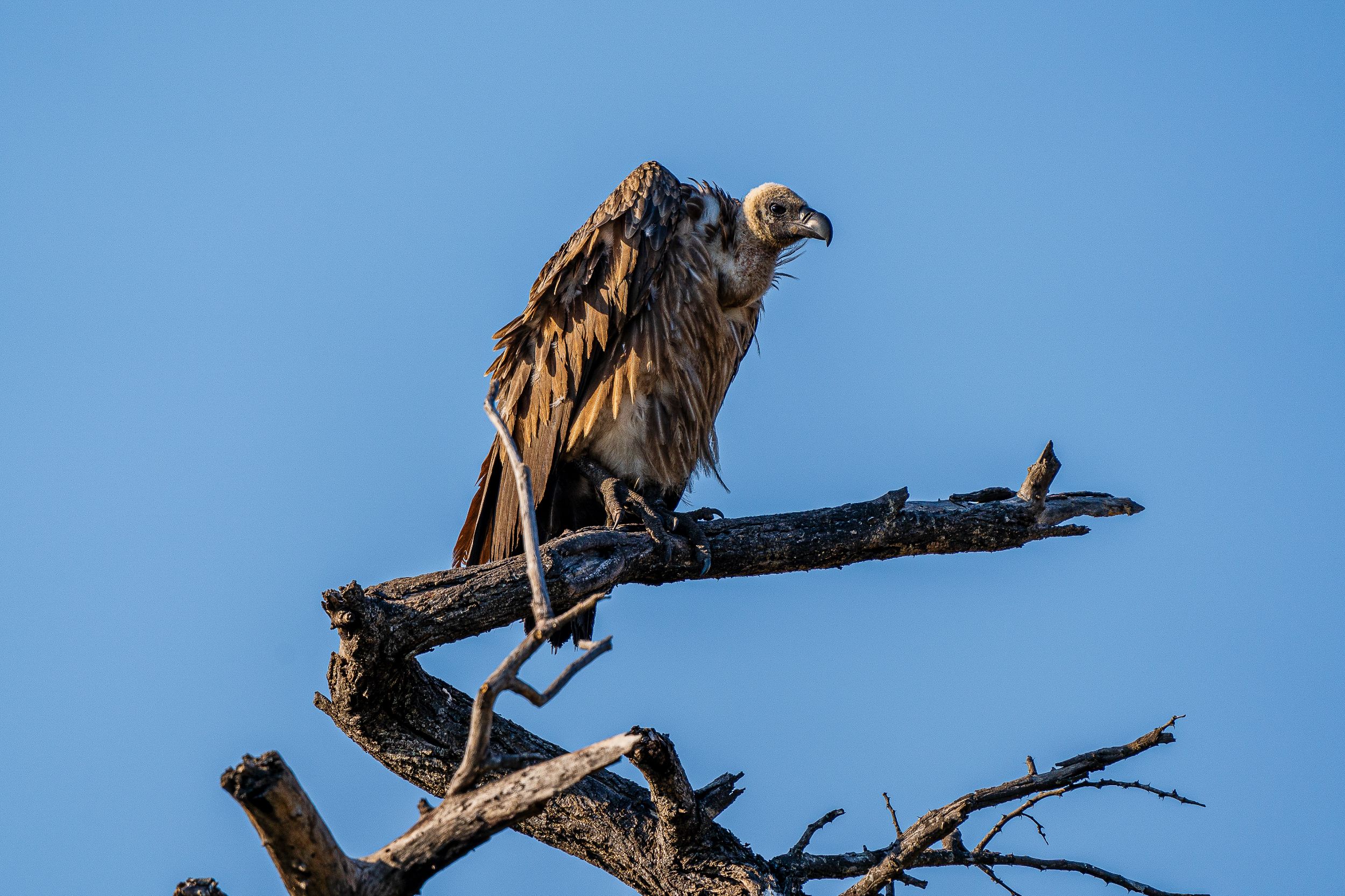 20231004 071536 Fotobuch Südafrika 04573
